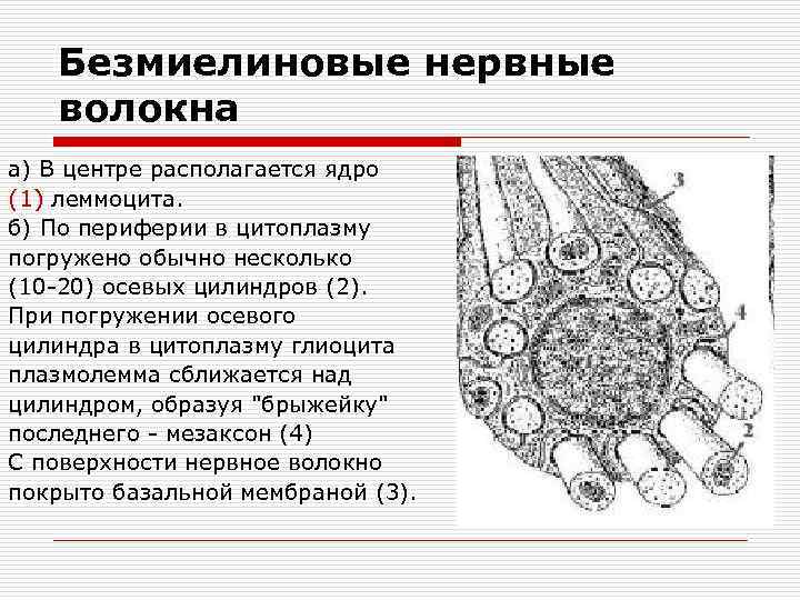 Безмиелиновые нервные волокна а) В центре располагается ядро (1) леммоцита. б) По периферии в