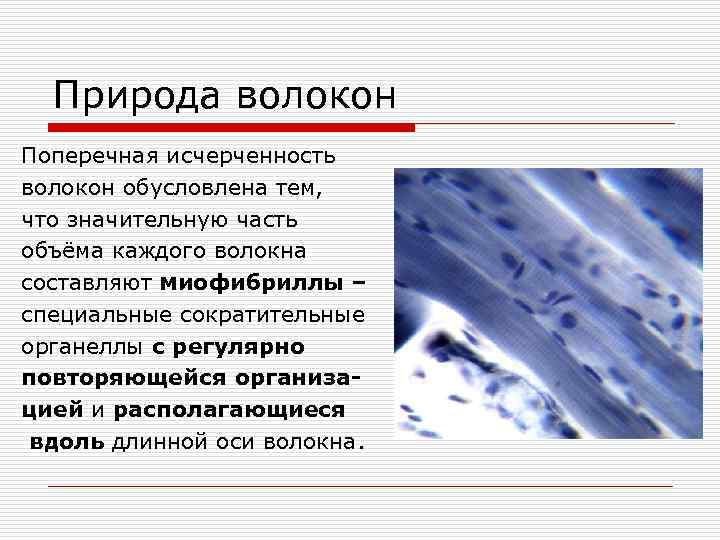 Природа волокон Поперечная исчерченность волокон обусловлена тем, что значительную часть объёма каждого волокна составляют