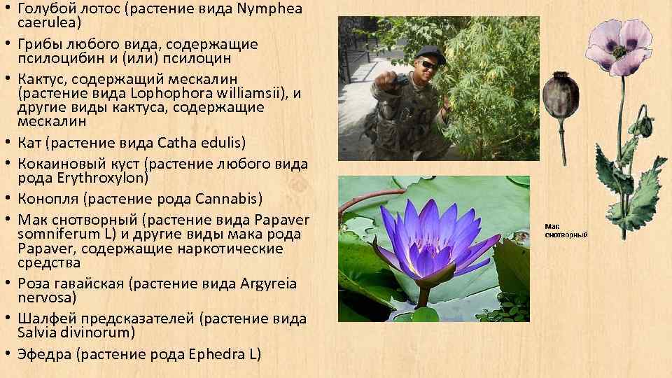  • Голубой лотос (растение вида Nymphea caerulea) • Грибы любого вида, содержащие псилоцибин