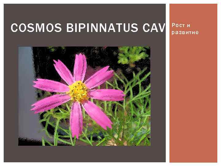 COSMOS BIPINNATUS CAV. Рост и развитие 