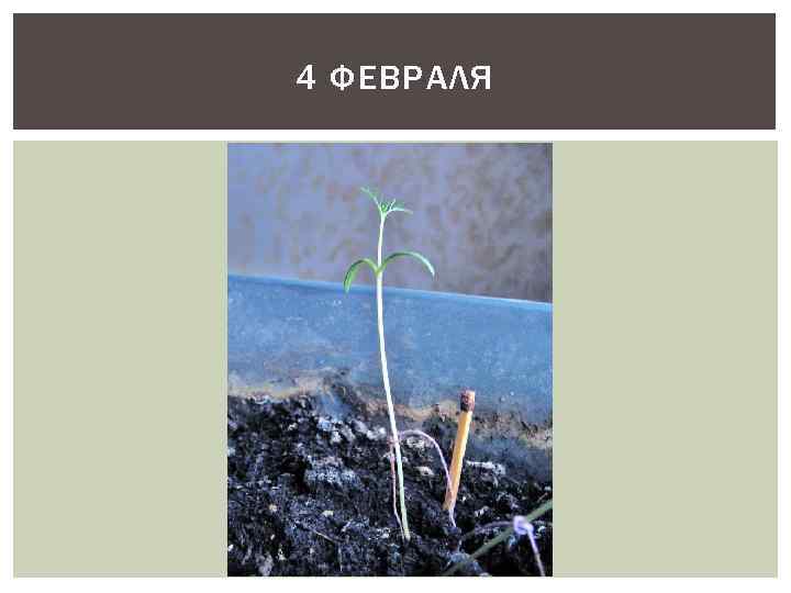 4 ФЕВРАЛЯ 