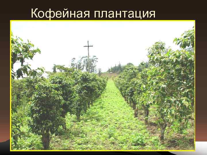 Кофейная плантация 