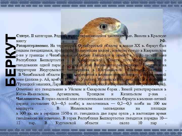 Статус. II категория. Редкий вид с сокращающейся численностью. Внесен в Красную книгу РФ. Распространение.