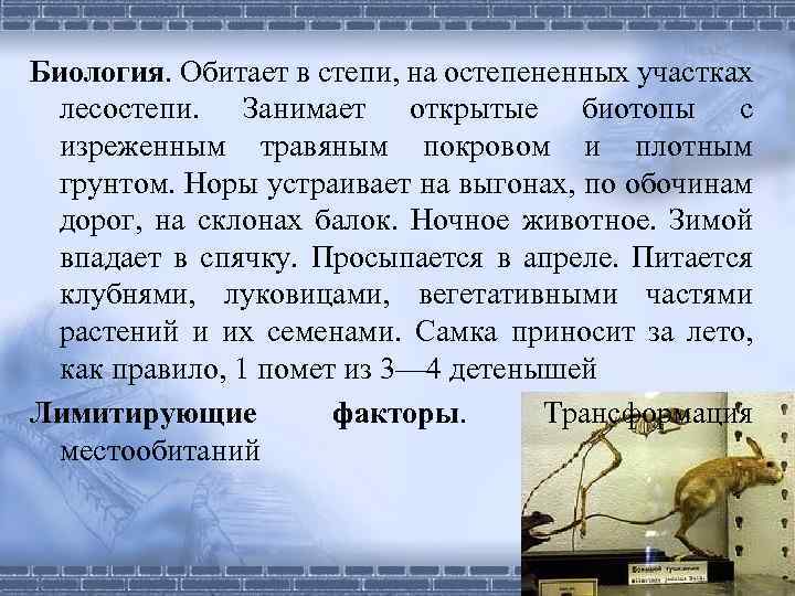 Биология. Обитает в степи, на остепененных участках лесостепи. Занимает открытые биотопы с изреженным травяным