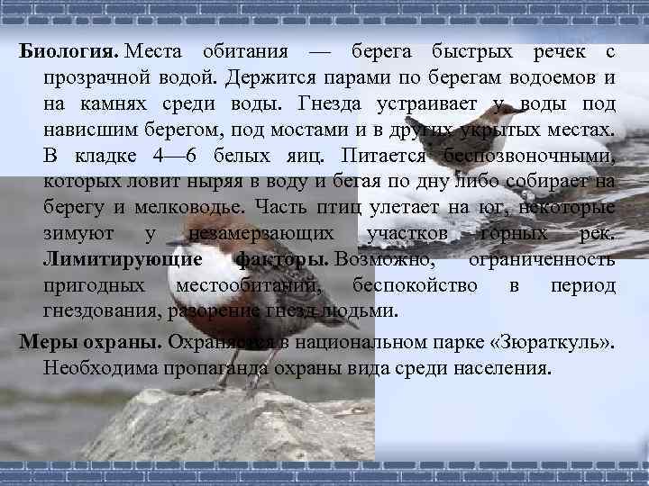 Биология. Места обитания — берега быстрых речек с прозрачной водой. Держится парами по берегам