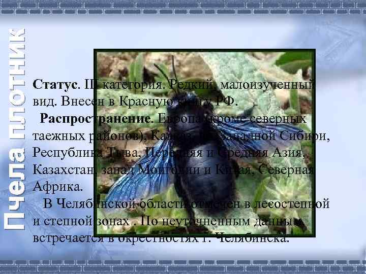 Пчела плотник Статус. III категория. Редкий, малоизученный вид. Внесен в Красную книгу РФ. Распространение.