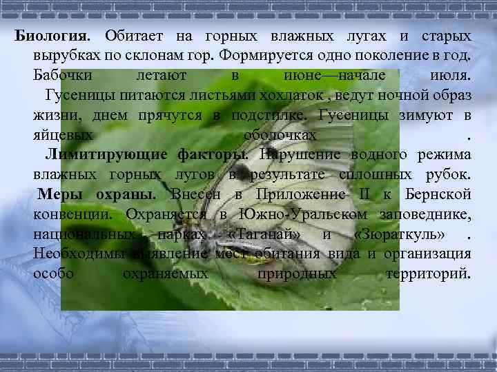 Биология. Обитает на горных влажных лугах и старых вырубках по склонам гор. Формируется одно