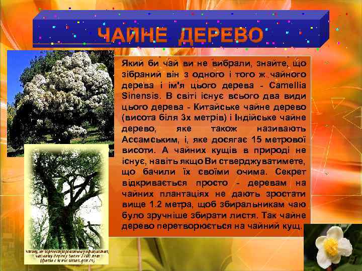  Який би чай ви не вибрали, знайте, що зібраний він з одного і