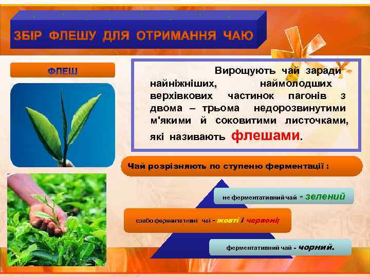  Вирощують чай заради найніжніших, наймолодших верхівкових частинок пагонів з двома – трьома недорозвинутими