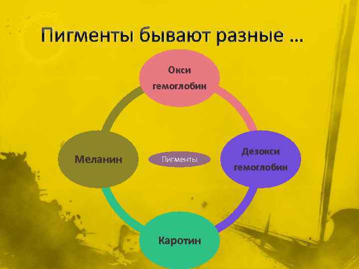 Пигменты бывают разные … Окси гемоглобин Меланин Пигменты Каротин Дезокси гемоглобин 