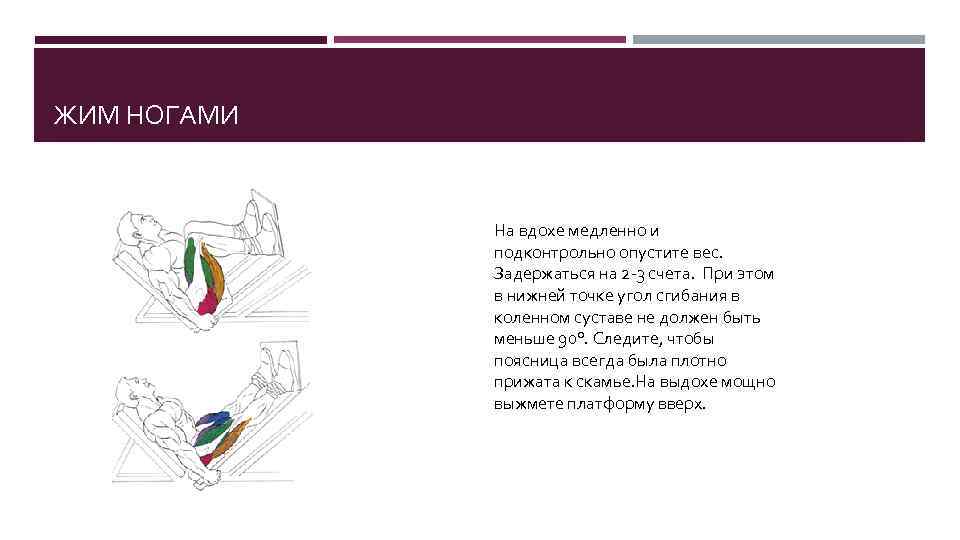 ЖИМ НОГАМИ На вдохе медленно и подконтрольно опустите вес. Задержаться на 2 -3 счета.