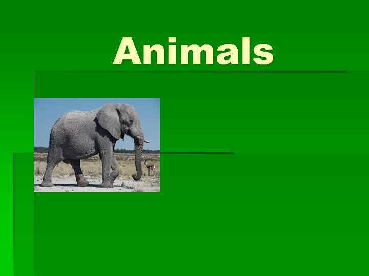 Animals 