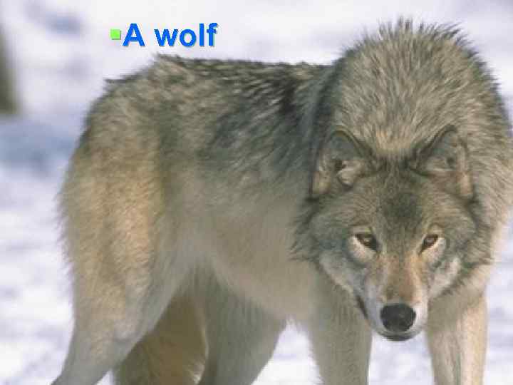 A wolf §A wolf 