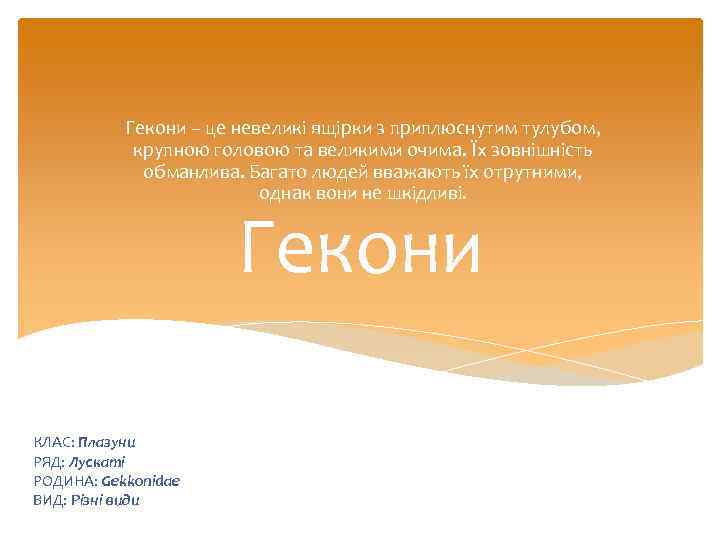 Гекони – це невеликі ящірки з приплюснутим тулубом, крупною головою та великими очима. Їх