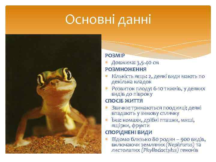 Основні данні РОЗМІР Довжина: 3, 5 -40 см РОЗМНОЖЕННЯ Кількість яєць: 2, деякі види