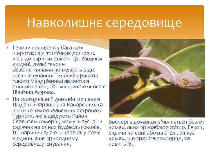 Навколишнє середовище Гекони поширені у багатьох широтах: від тропічних дощових лісів до вкритих снігом