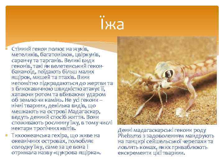 Їжа Стінний гекон полює на жуків, метеликів, багатоніжок, цвіркунів, саранчу та тарганів. Великі види
