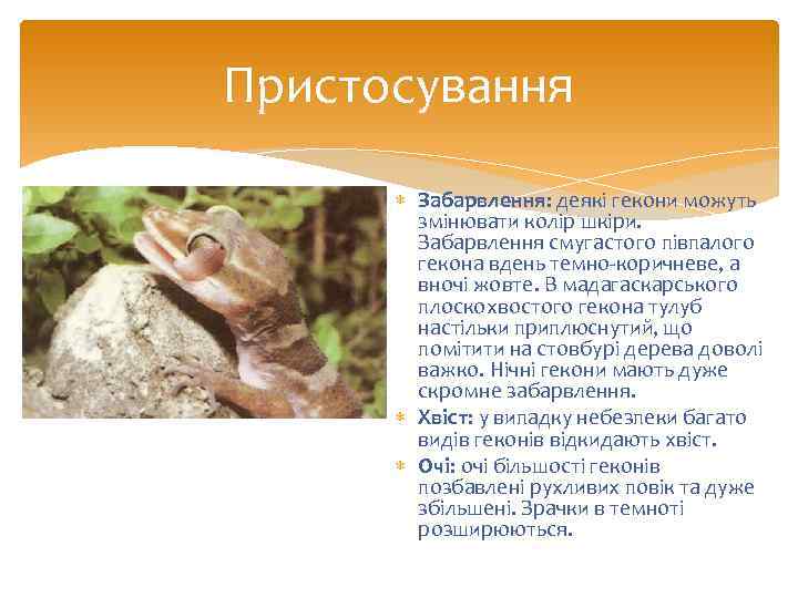 Пристосування Забарвлення: деякі гекони можуть змінювати колір шкіри. Забарвлення смугастого півпалого гекона вдень темно-коричневе,
