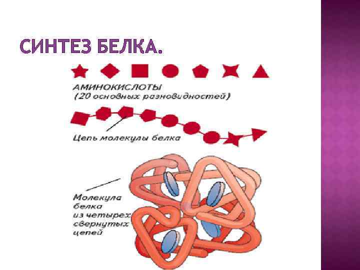 СИНТЕЗ БЕЛКА. 