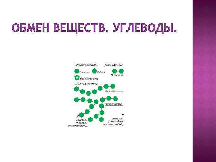 ОБМЕН ВЕЩЕСТВ. УГЛЕВОДЫ. 