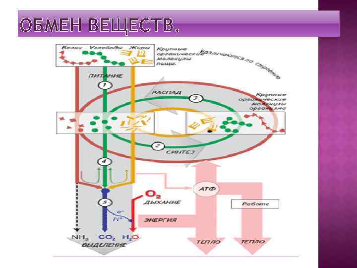 ОБМЕН ВЕЩЕСТВ. 