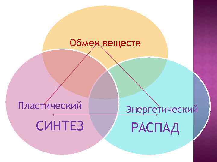 Пластический обмен картинки