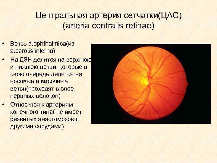 Центральная артерия сетчатки(ЦАС) (arteria centralis retinae) • Ветвь а. ophthalmica(из a. carotis interna) •