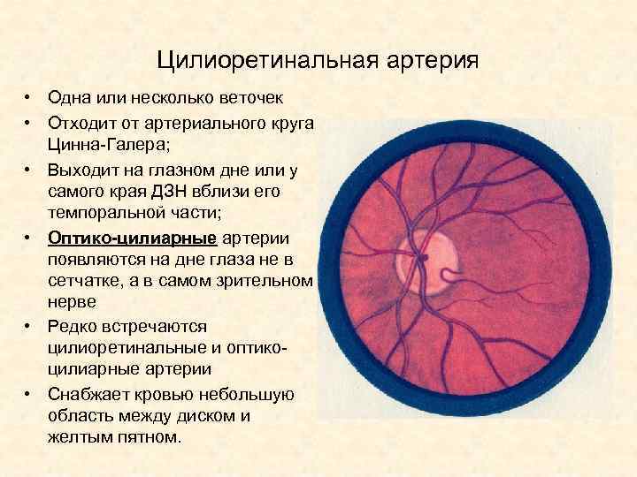 Цилиоретинальная артерия • Одна или несколько веточек • Отходит от артериального круга Цинна-Галера; •