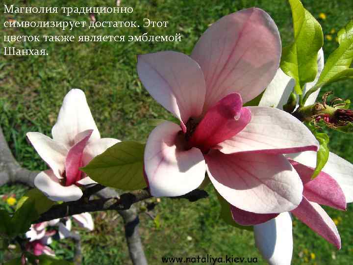 Магнолия традиционно символизирует достаток. Этот цветок также является эмблемой Шанхая. 