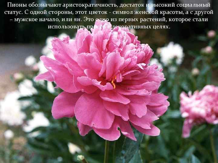 Пионы обозначают аристократичность, достаток и высокий социальный статус. С одной стороны, этот цветок -