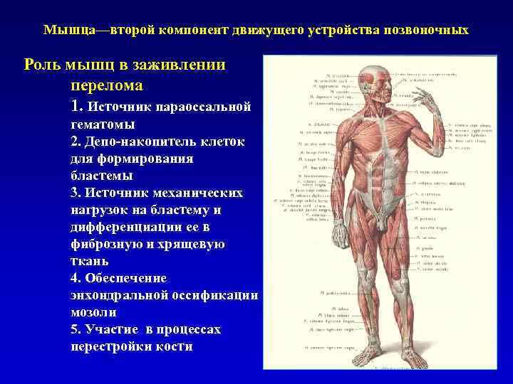 Суставы схема корнилова