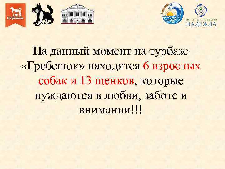 На данный момент на турбазе «Гребешок» находятся 6 взрослых собак и 13 щенков, которые