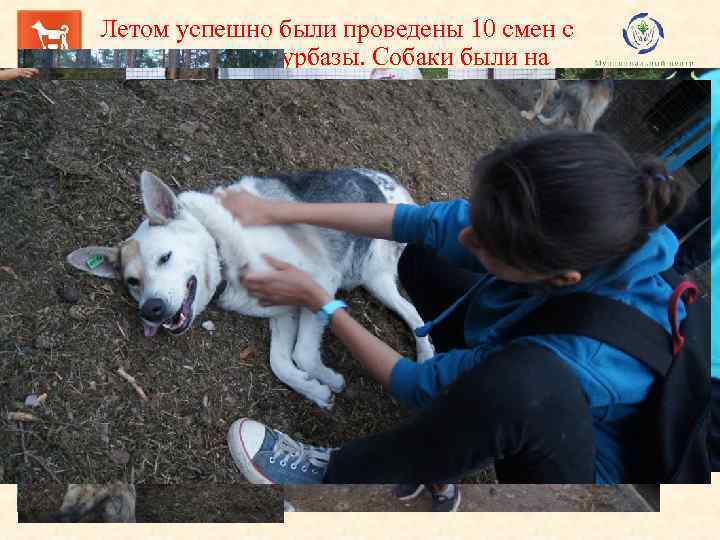 Летом успешно были проведены 10 смен с отдыхающими турбазы. Собаки были на расхват. Кружок