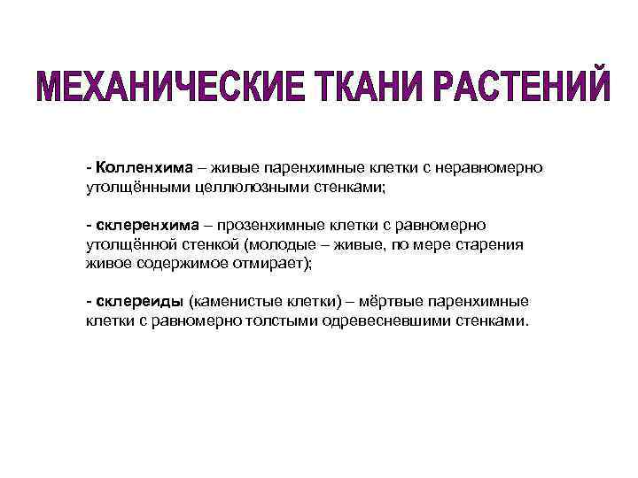 - Колленхима – живые паренхимные клетки с неравномерно утолщёнными целлюлозными стенками; - склеренхима –