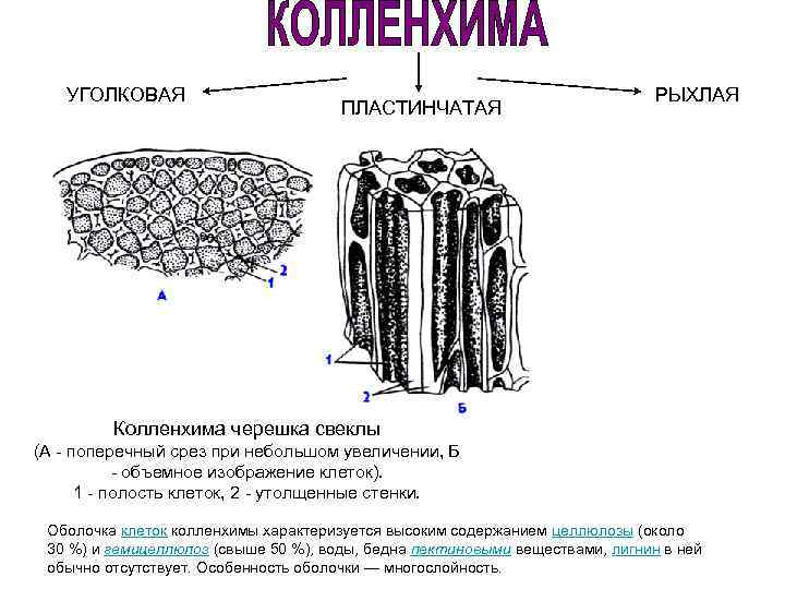 Клеточная полость. Колленхима уголковая пластинчатая рыхлая. Колленхима черешка свеклы. Пластинчатая колленхима строение. Уголковая колленхима в черешке листа бегонии.