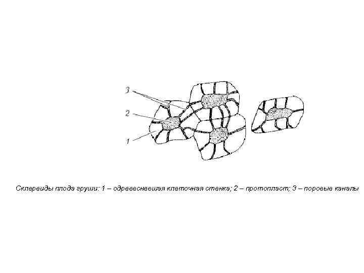 Склереиды плода груши: 1 – одревесневшая клеточная стенка; 2 – протопласт; 3 – поровые