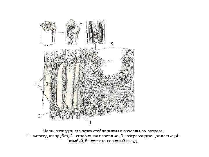 Часть проводящего пучка стебля тыквы в продольном разрезе: 1 - ситовидная трубка, 2 -