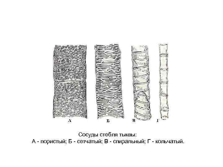 Сосуды стебля тыквы: А - пористый; Б - сетчатый; В - спиральный; Г -