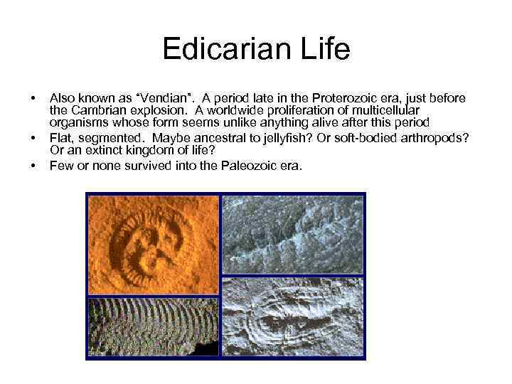 Edicarian Life • • • Also known as “Vendian”. A period late in the