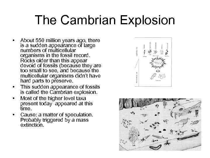 The Cambrian Explosion • • About 550 million years ago, there is a sudden