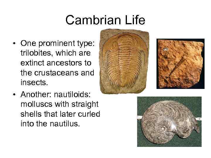 Cambrian Life • One prominent type: trilobites, which are extinct ancestors to the crustaceans