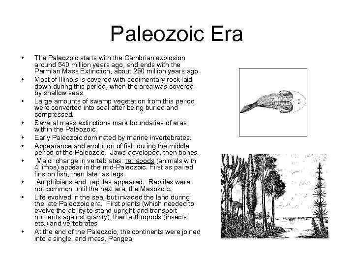 Paleozoic Era • • • The Paleozoic starts with the Cambrian explosion around 540