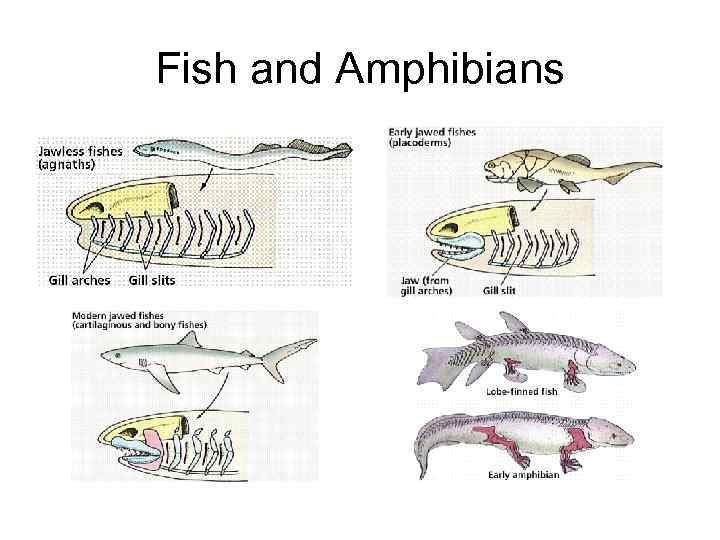 Fish and Amphibians 