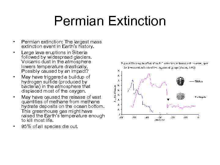 Permian Extinction • • • Permian extinction: The largest mass extinction event in Earth’s