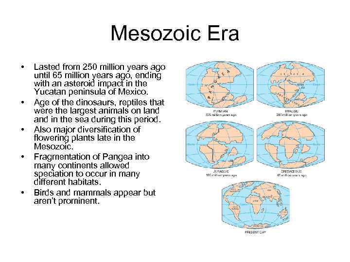 Mesozoic Era • • • Lasted from 250 million years ago until 65 million