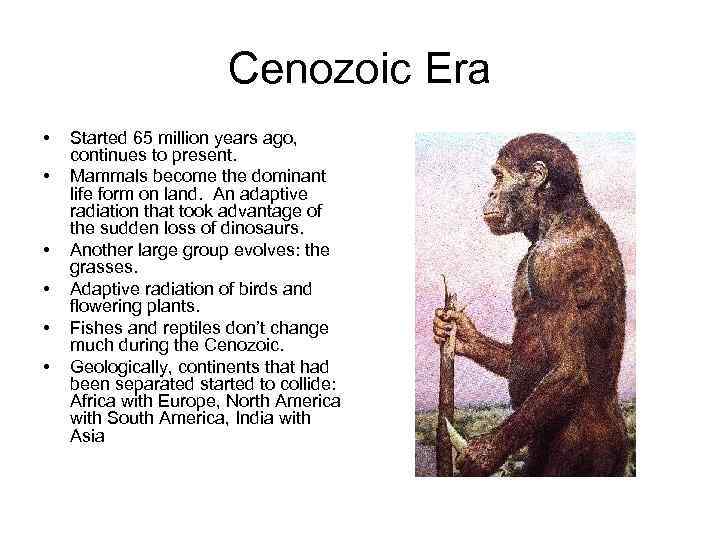 Cenozoic Era • • • Started 65 million years ago, continues to present. Mammals