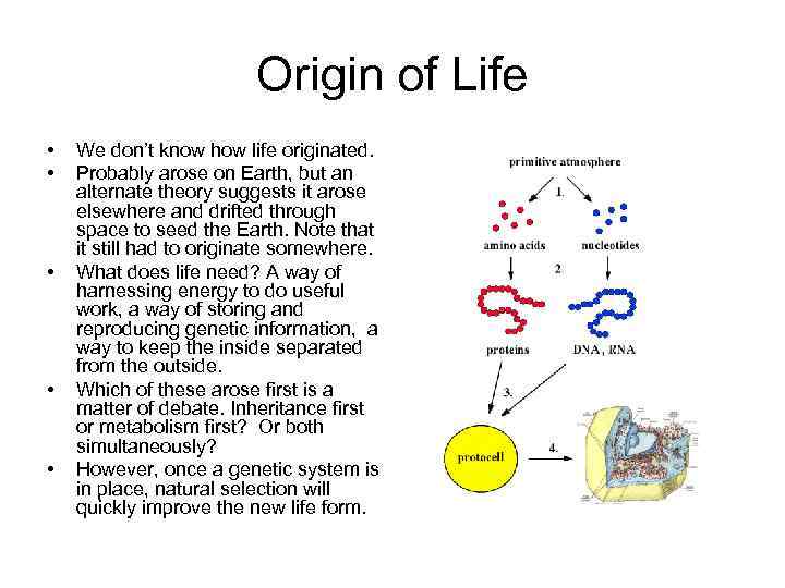 Origin of Life • • • We don’t know how life originated. Probably arose