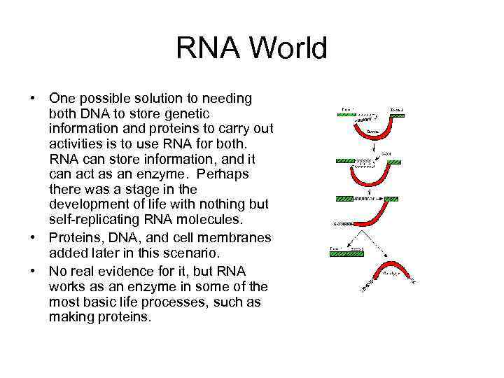 RNA World • One possible solution to needing both DNA to store genetic information