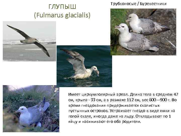 ГЛУПЫШ (Fulmarus glacialis) Трубконосые / Буревестники Имеет циркумполярный ареал. Длина тела в среднем 47