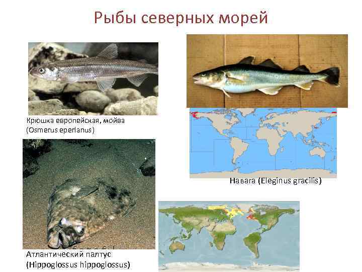 Рыба северных морей